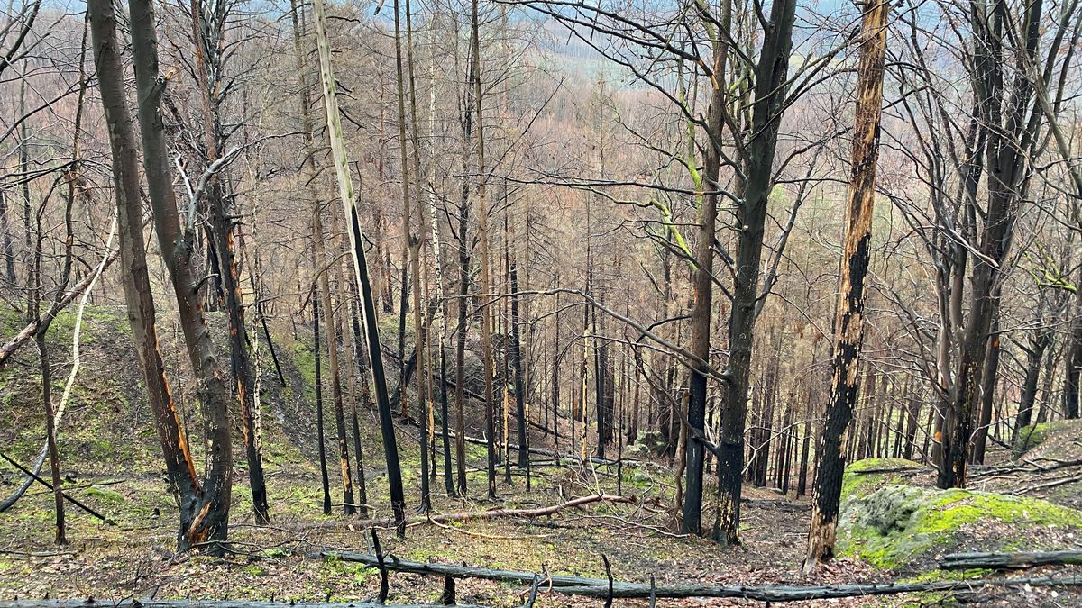 Obnova Českého Švýcarska: Po dvou letech zarostlo pionýrskými dřevinami
